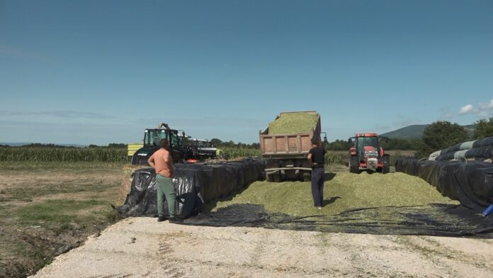 Silaža - Bistrica - 3